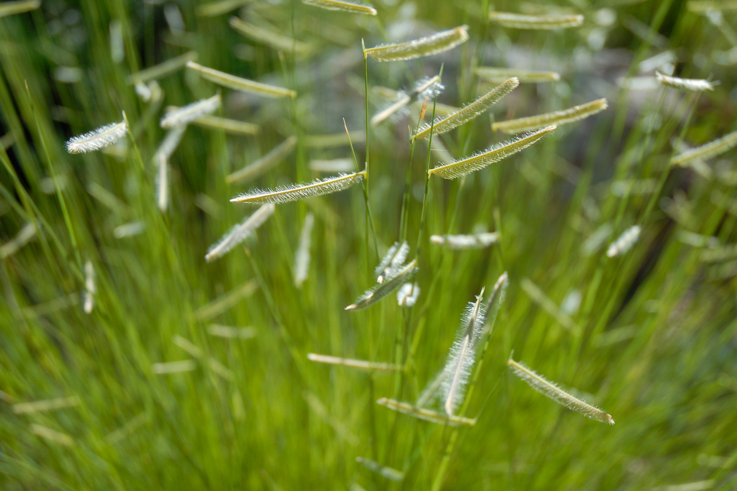 Blonde Ambition Blue Grama Grass